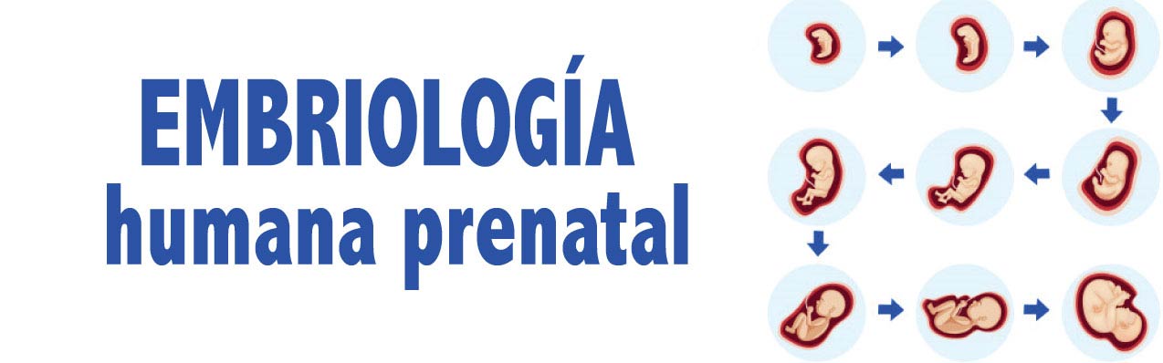 ¿Cómo se forma un bebé? Conoce las etapas de su desarrollo