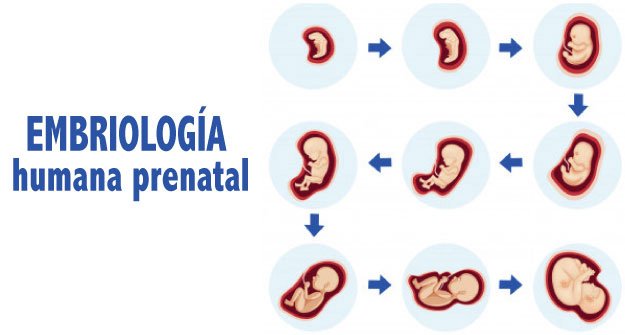 ¿cómo Se Forma Un Bebé Conoce Las Etapas De Su Desarrollo Procrea 