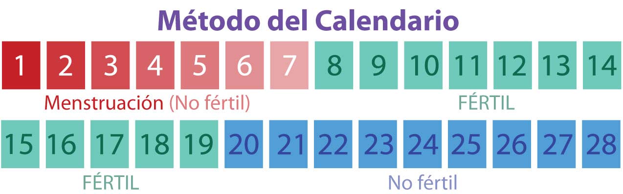 Método del calendario de fertilidad, ¿Cómo usarlo?