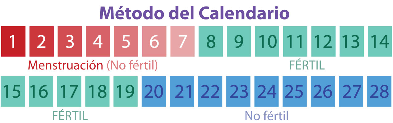 Método Del Calendario De Fertilidad ¿cómo Usarlo Procrea 4575