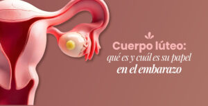 Cuerpo lúteo: qué es y cuál es su papel en el embarazo