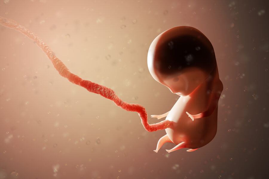 transferencia embrionaria