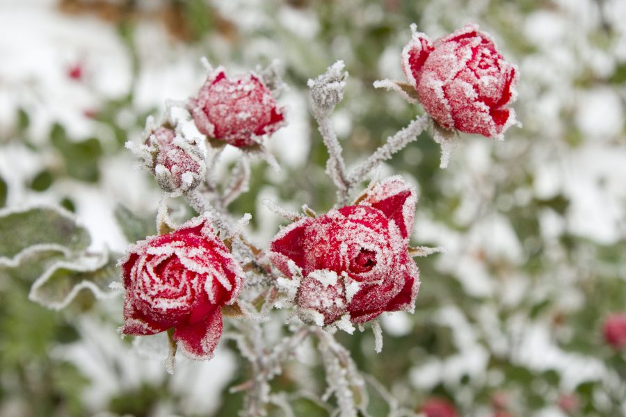 A selective focus shot of red roses with frost