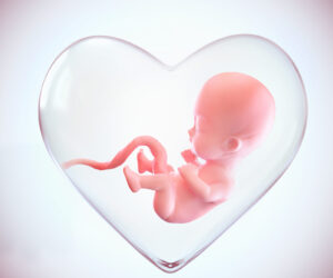 fetus inside the heart shape of womb, Love of mother concept, medically accurate 3d illustration of a fetus in week with Clipping path.